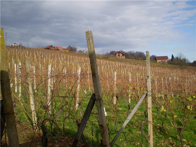 gorice
